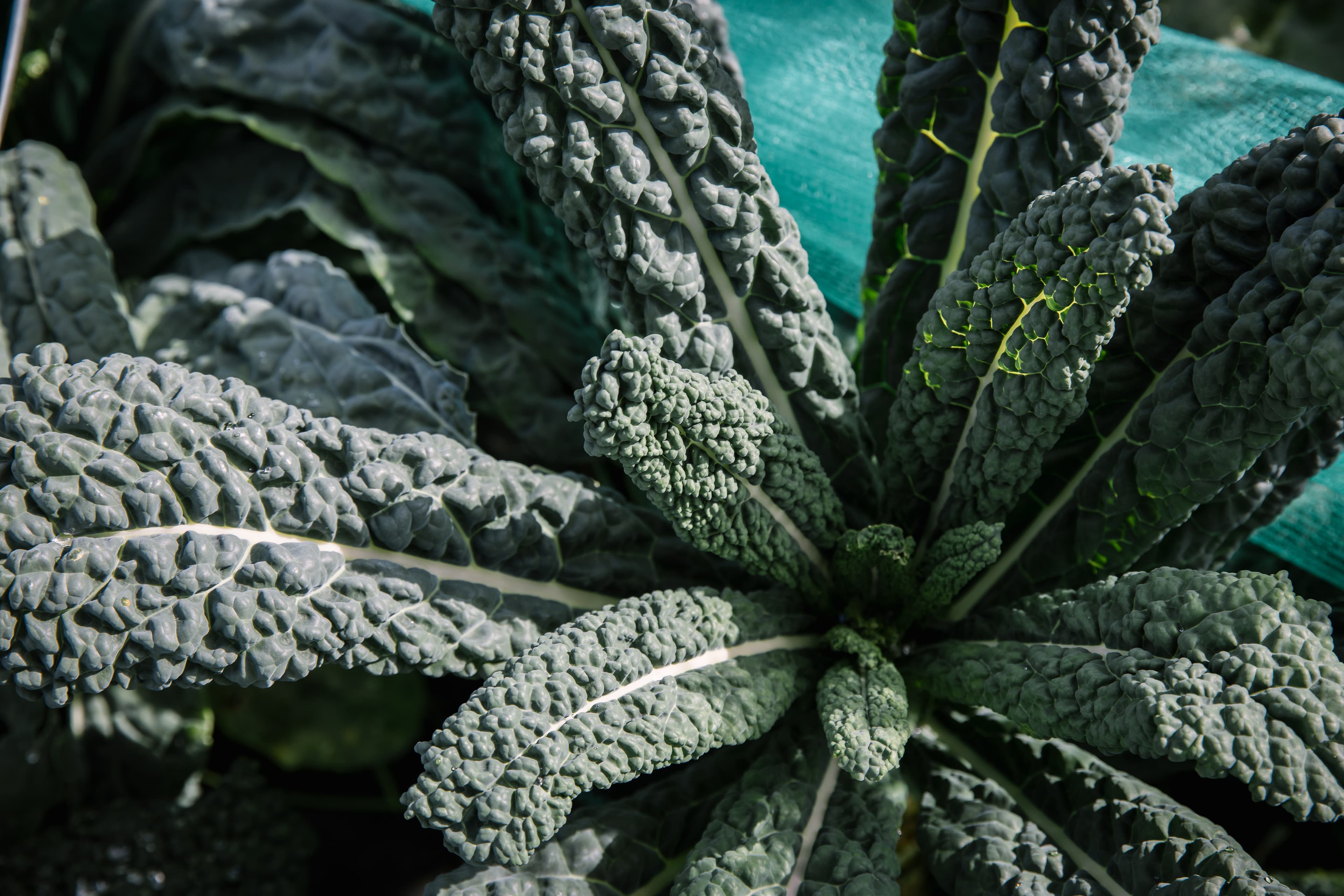 kale