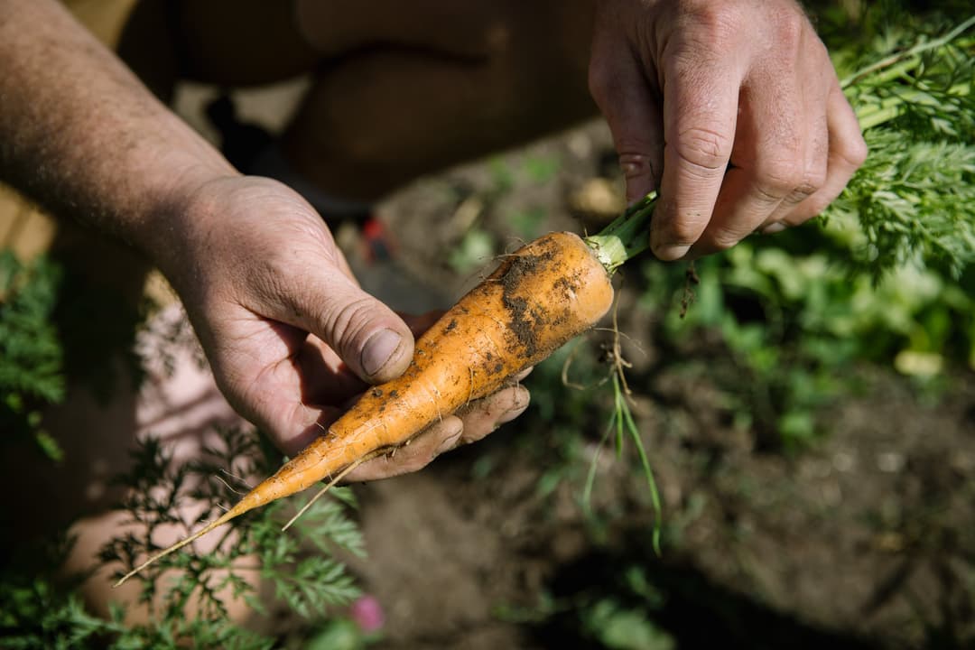 Carrots