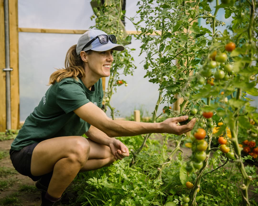 Nic tomatoes