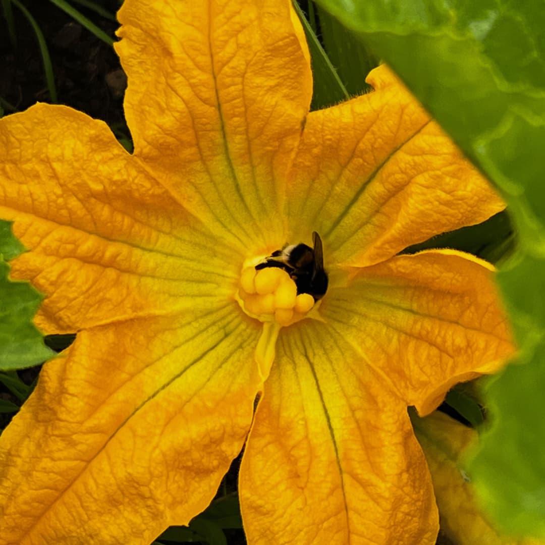bumblebee courgette