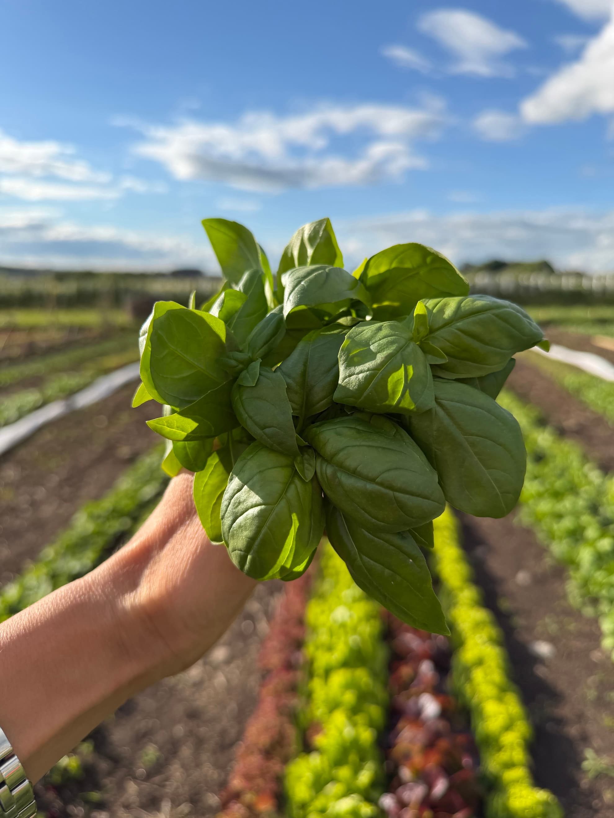 Basil