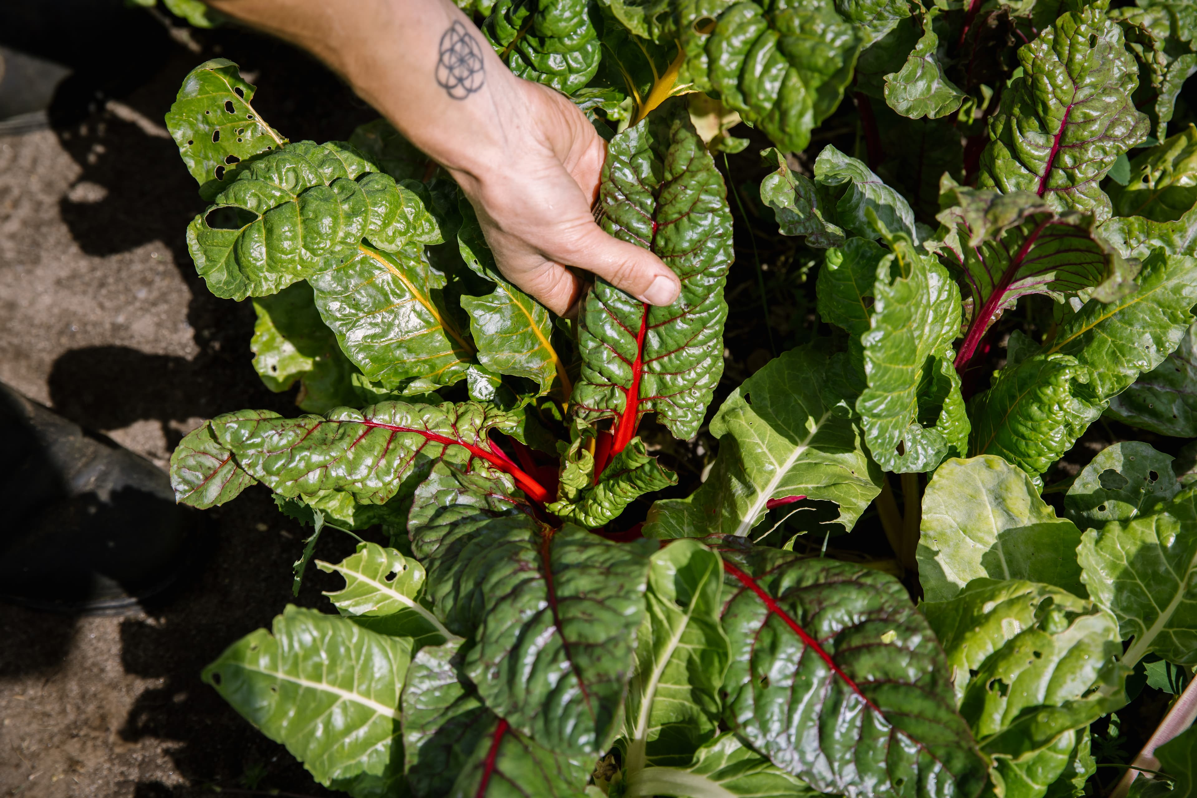 Chard