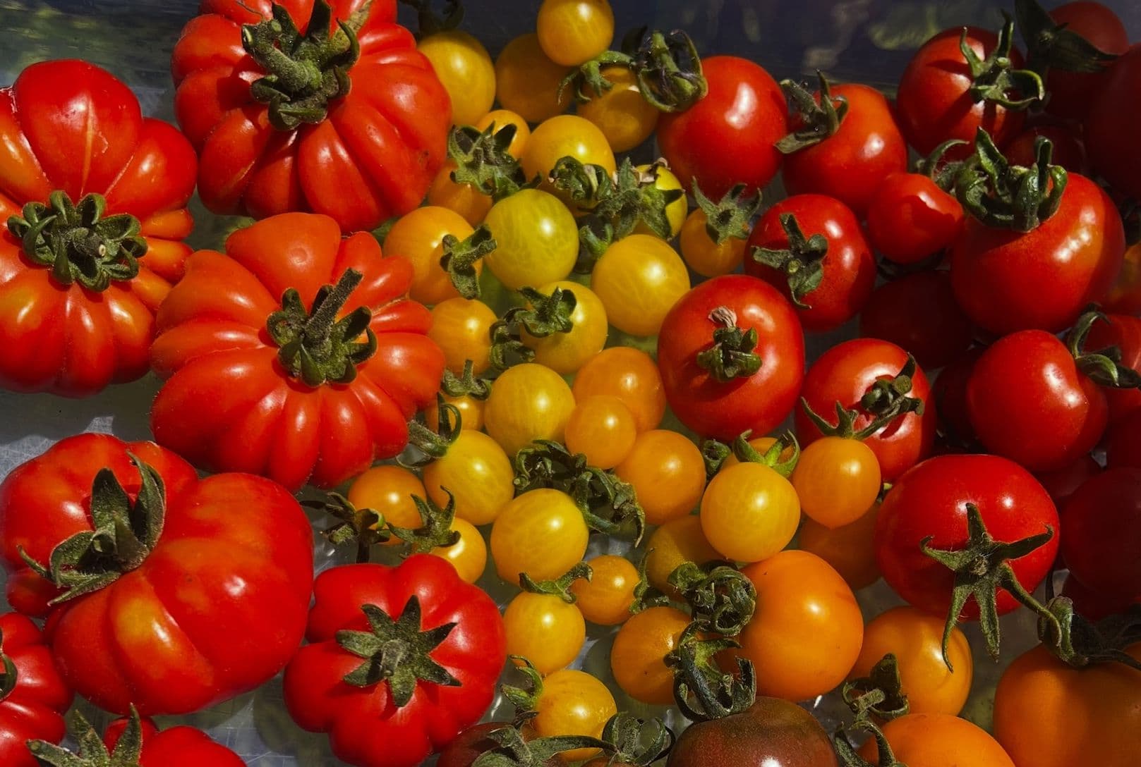 tomatoes