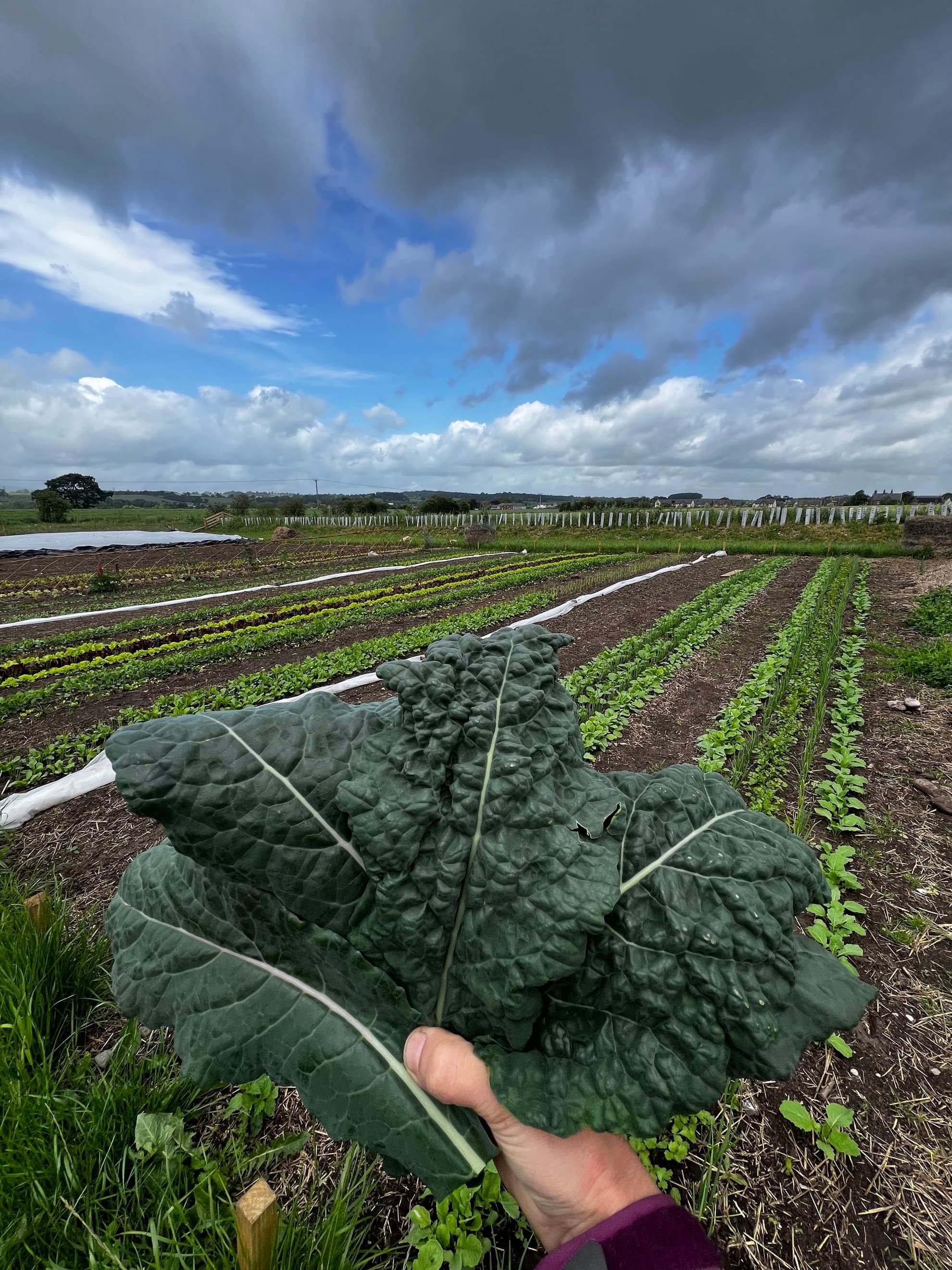 Kale - Cavolo Nero