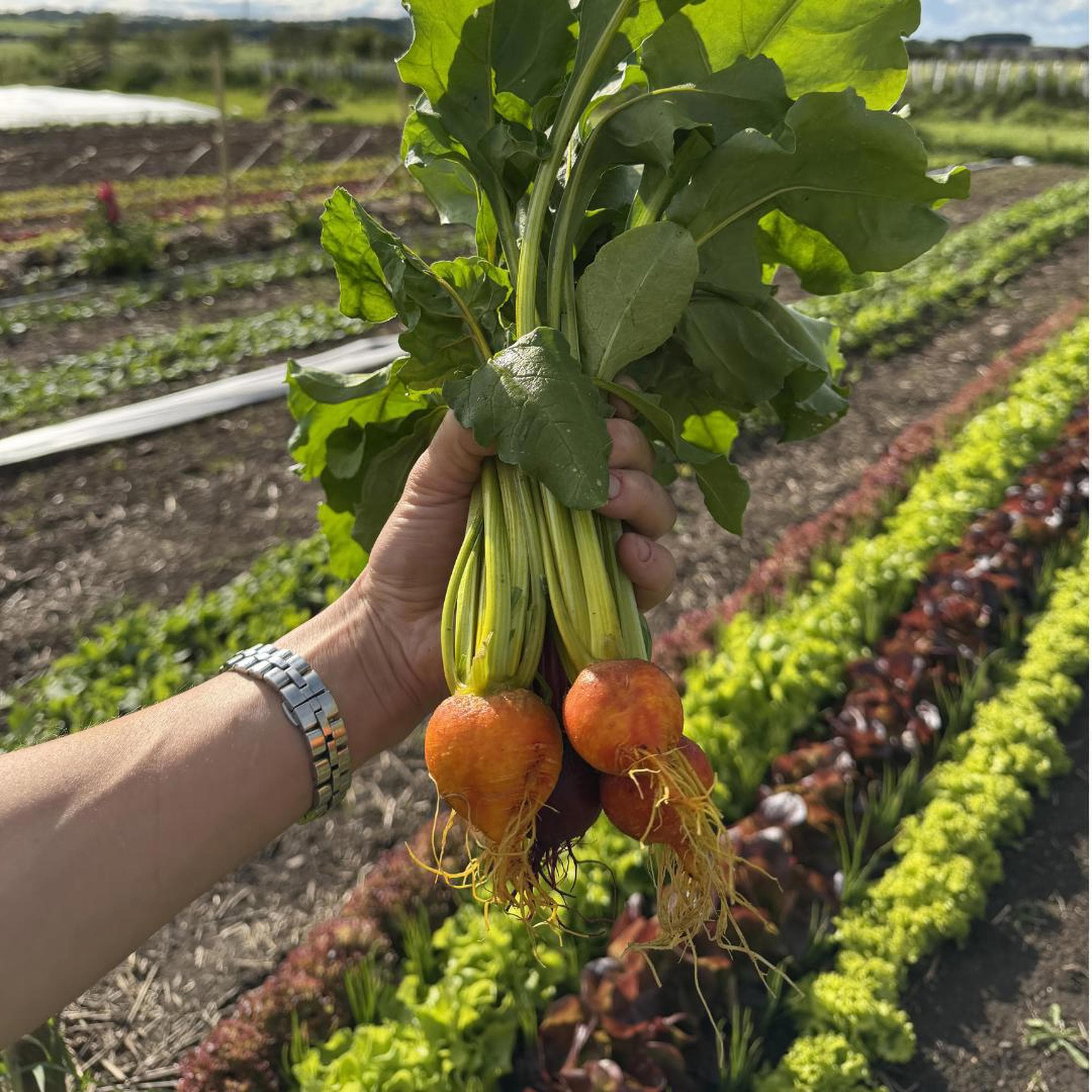 Beetroot (Bunch)