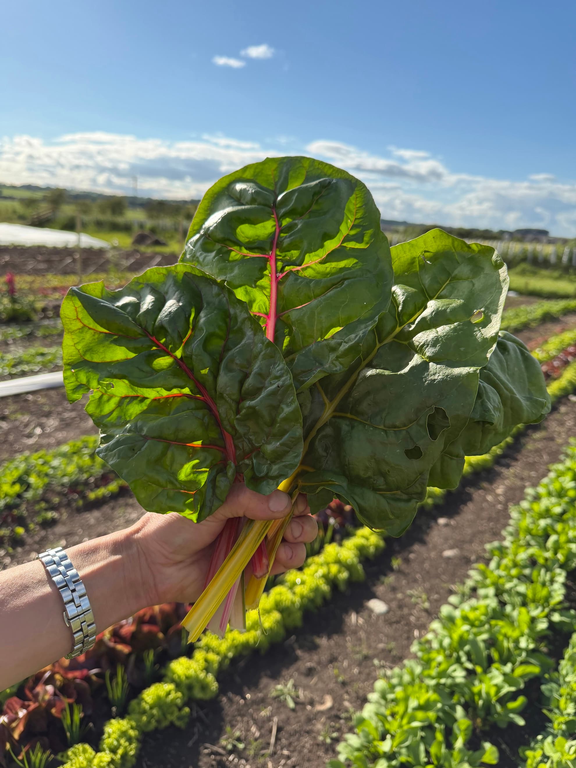 Rainbow Chard