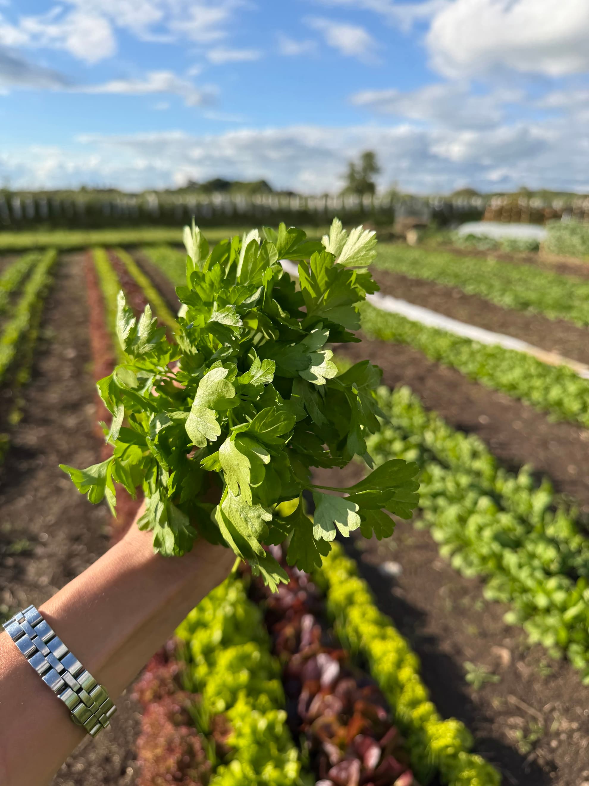 Parsley