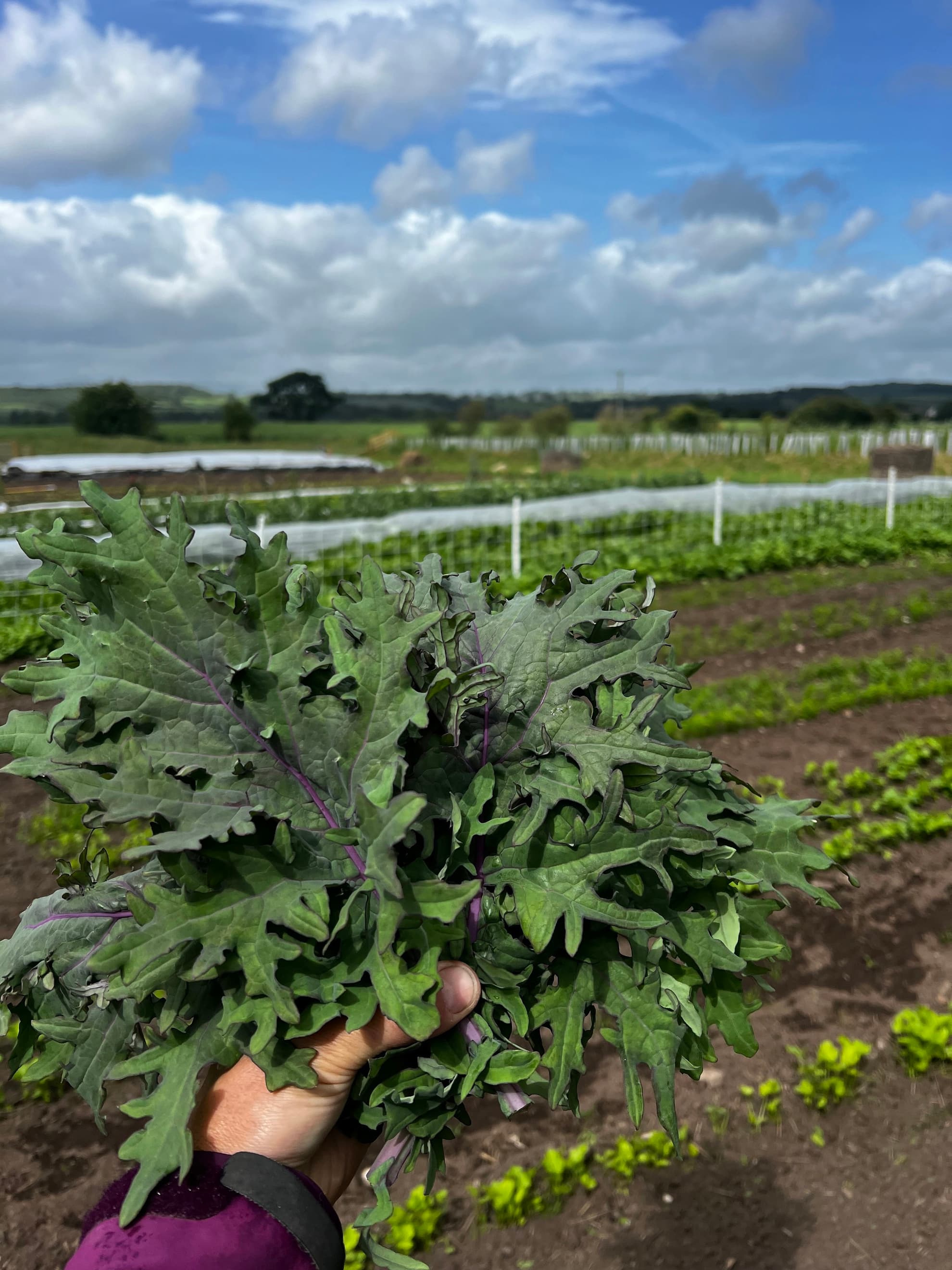 Red Russian Kale