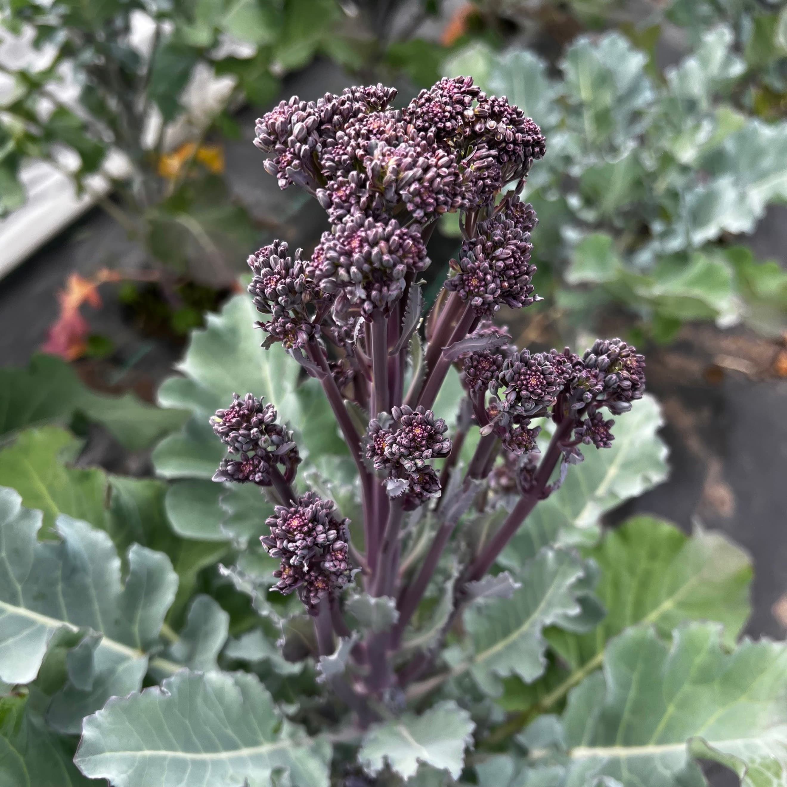 Sprouting Broccoli