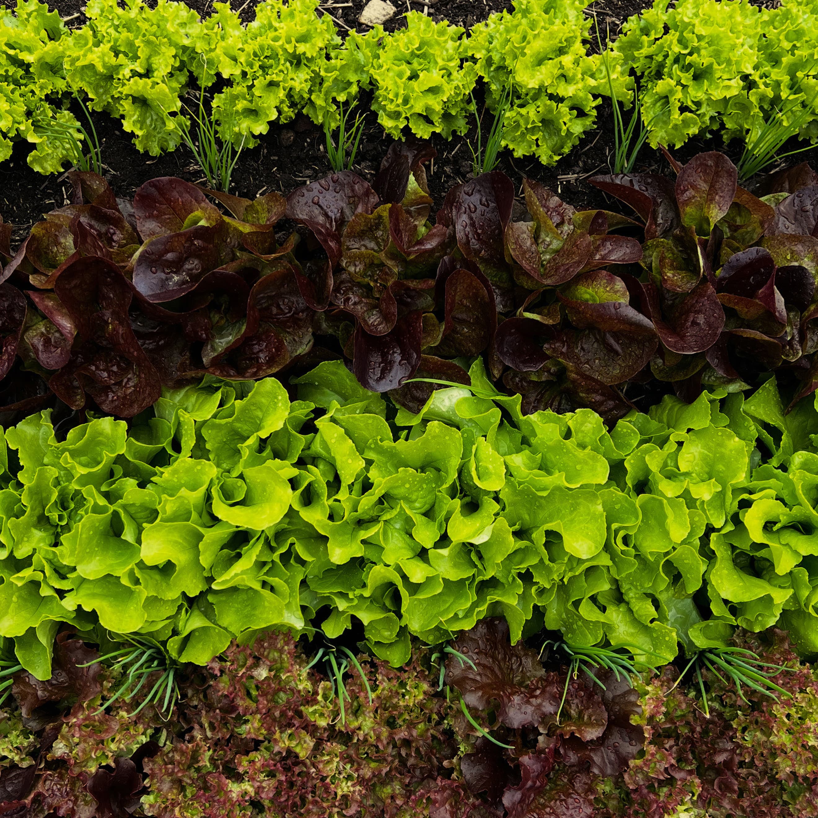Mixed Salad Bag