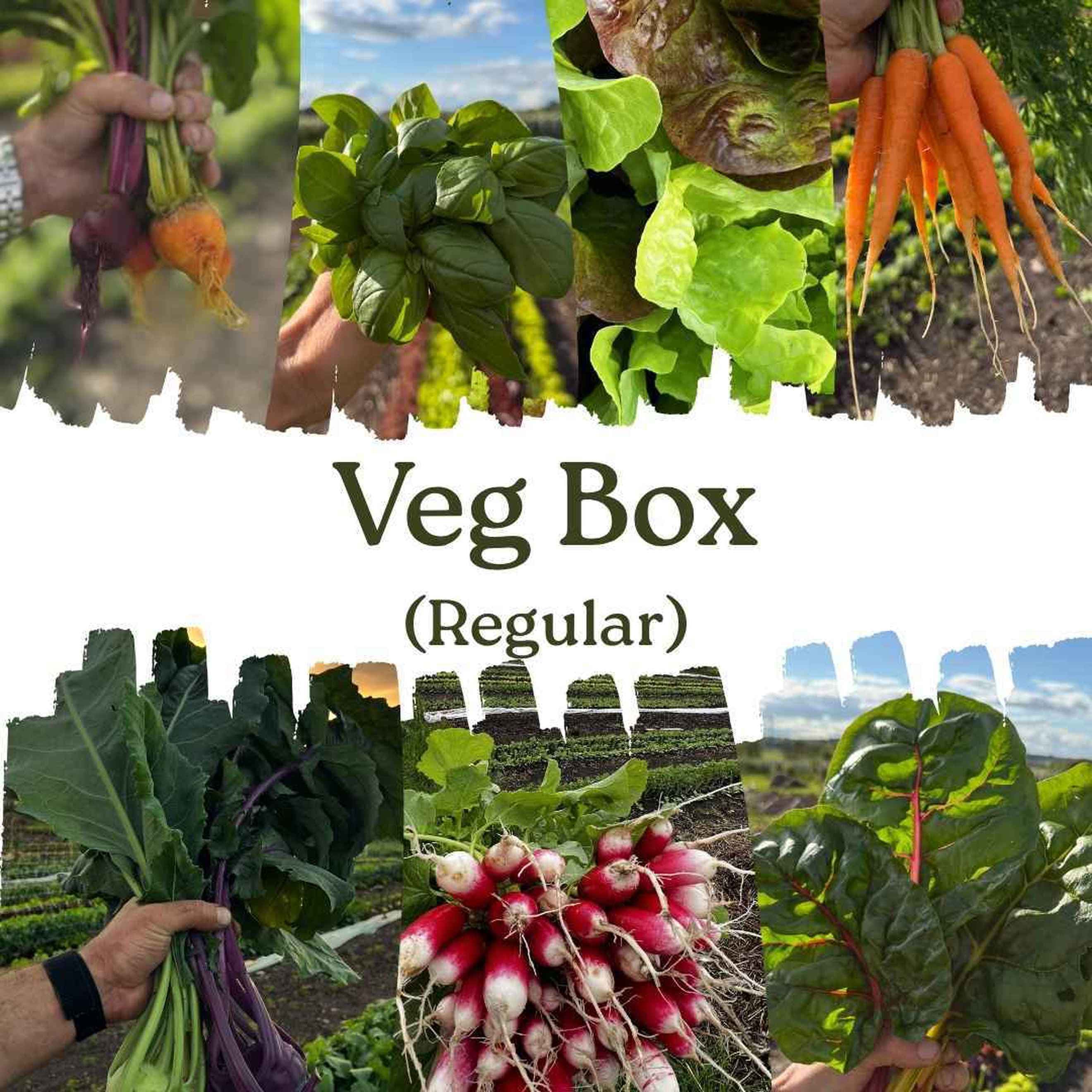 Seasonal Veg Box - Regular