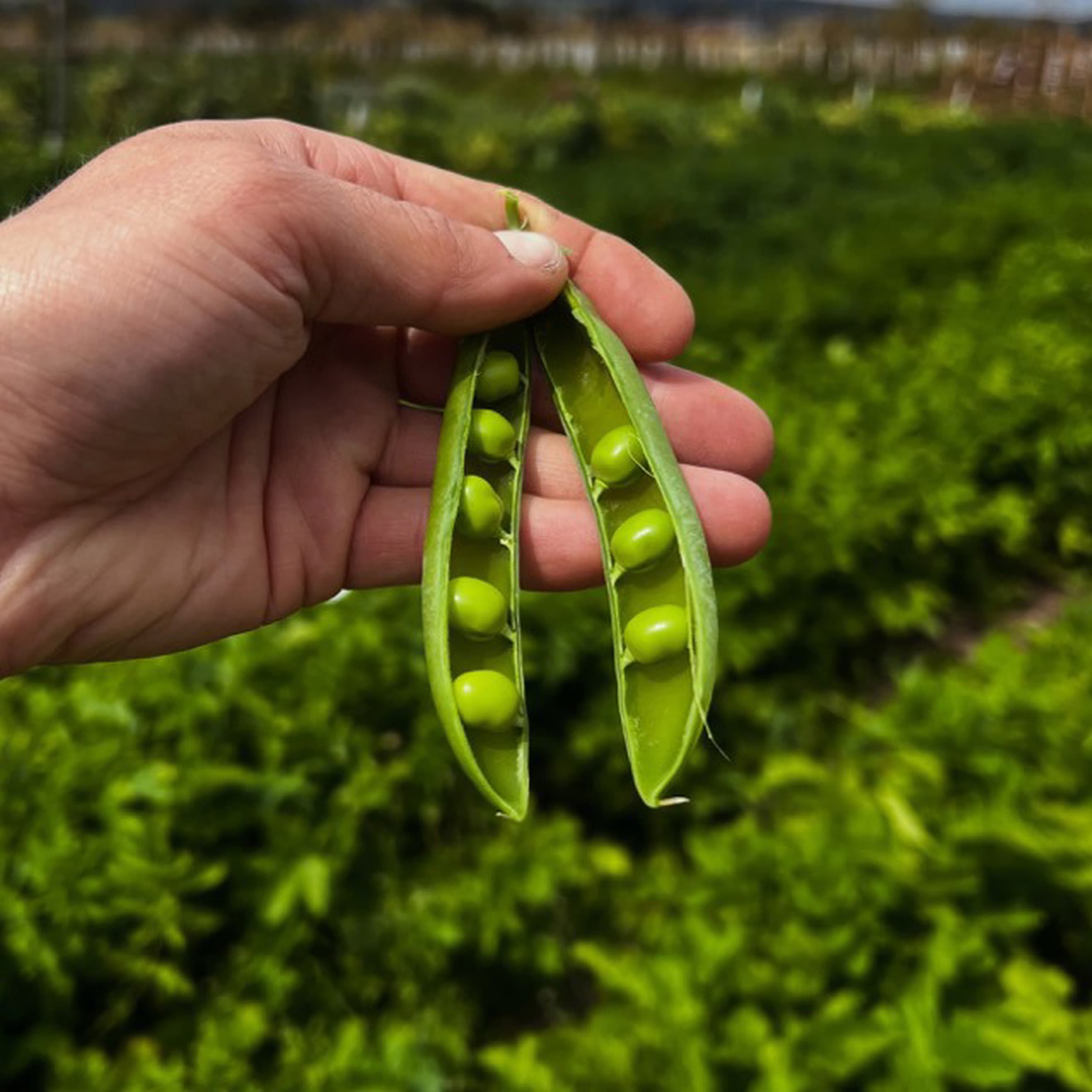 Peas In Pods